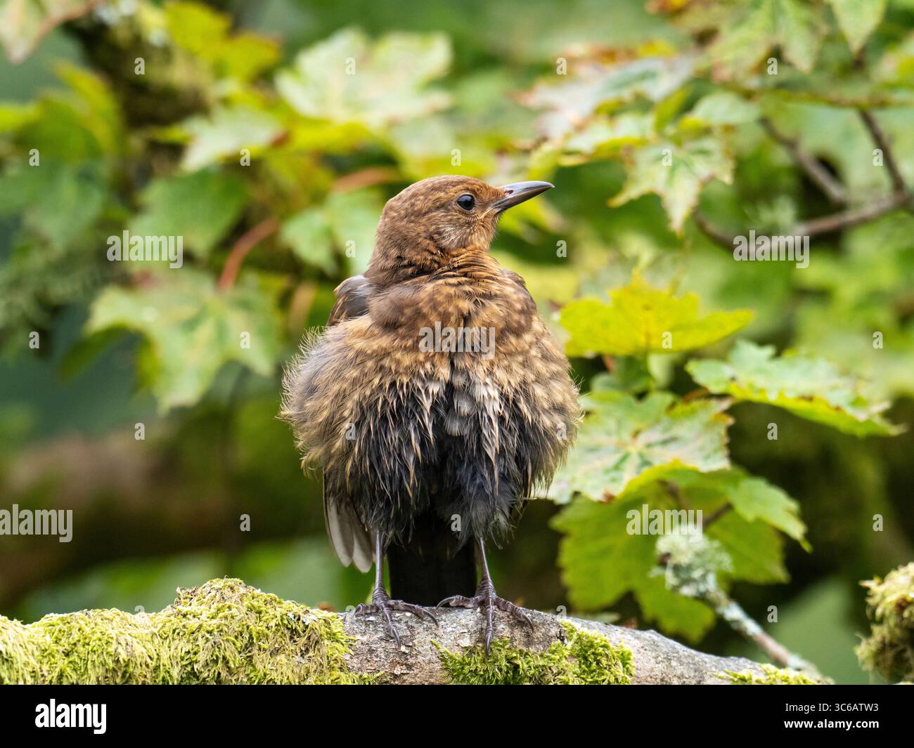 Ein junger Schwarzvogel; Turdus merula in Ambleside, Lake District, Großbritannien. Stockfoto