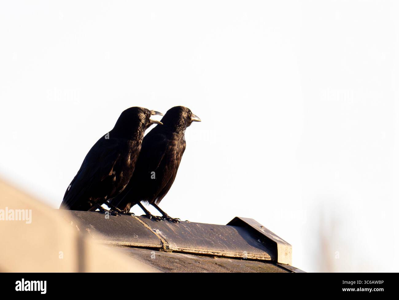 Ein Paar Carrion Crow, Corvus auf einem Hausdach in Ambleside, Lake District, Großbritannien. Stockfoto