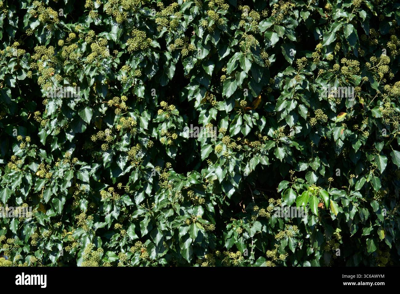 Hedera Helix Climber in Blüte Stockfoto