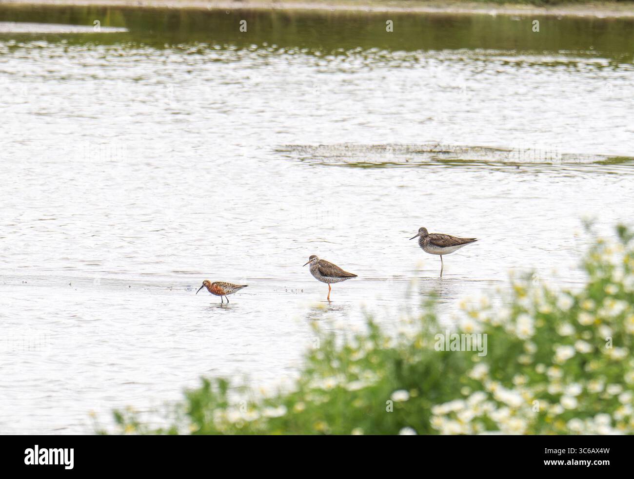 Ein Sommergefieder Curlew Sandpiper, Calidris ferruginea mit einem Rothank und Greenshank, in Leighton Moss, Silverdale, Lancashire, Großbritannien. Stockfoto