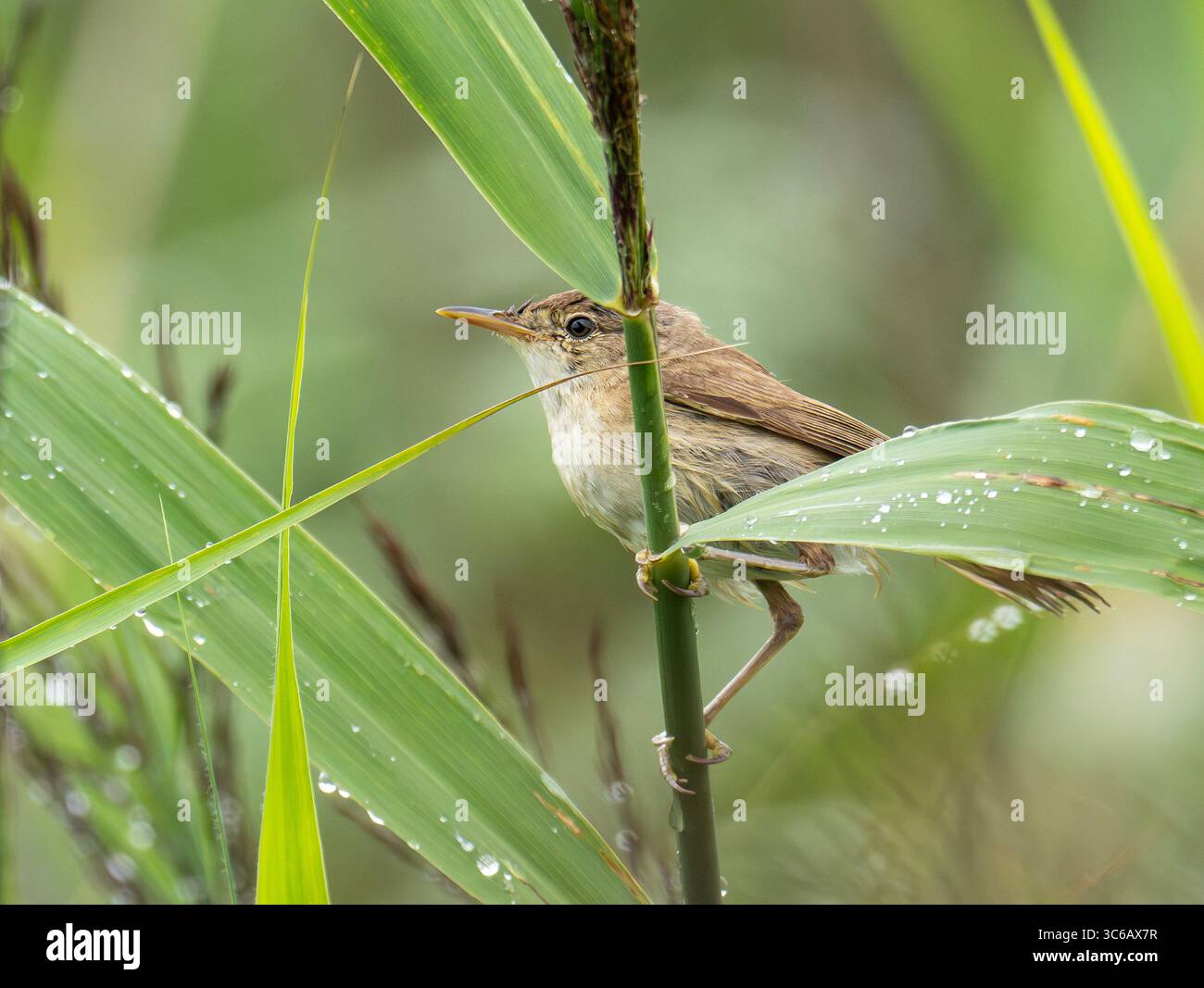 A Reed Warbler, Acrocephalus scirpaceus im Leighton Moss, Silverdale, Lancashire, Großbritannien. Stockfoto