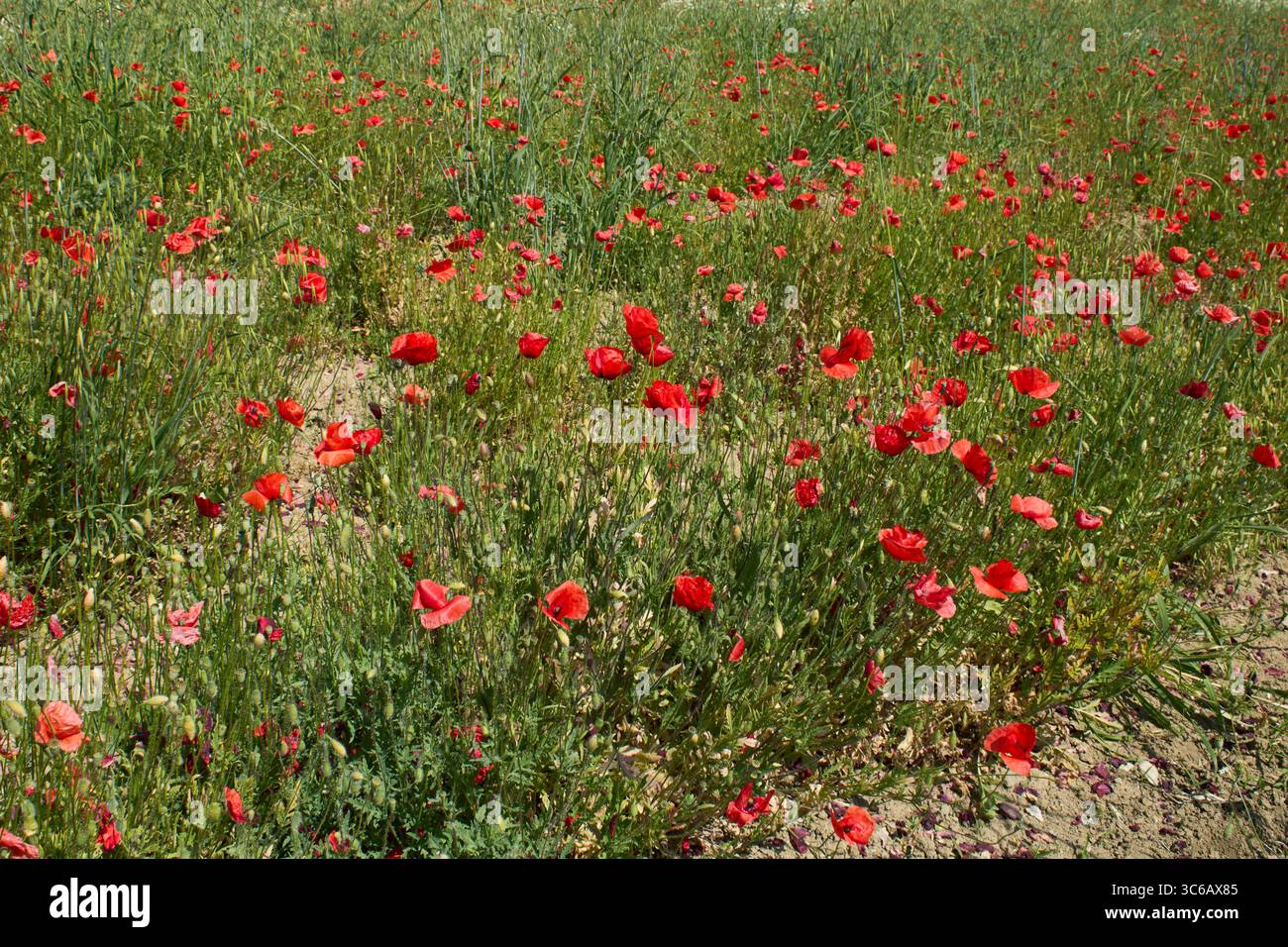Papaver Rhoeas in Blüte Stockfoto