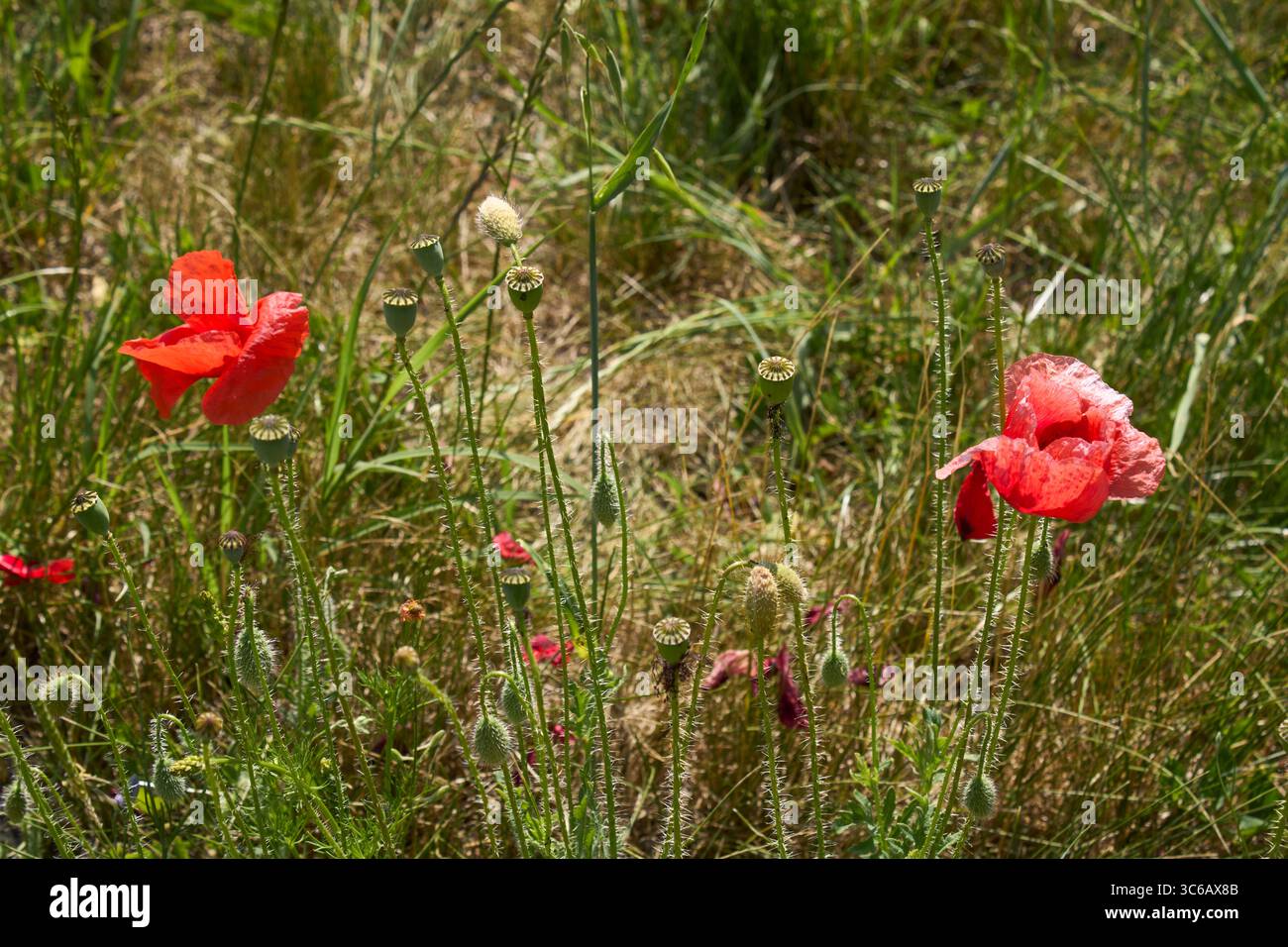 Papaver Rhoeas in Blüte Stockfoto