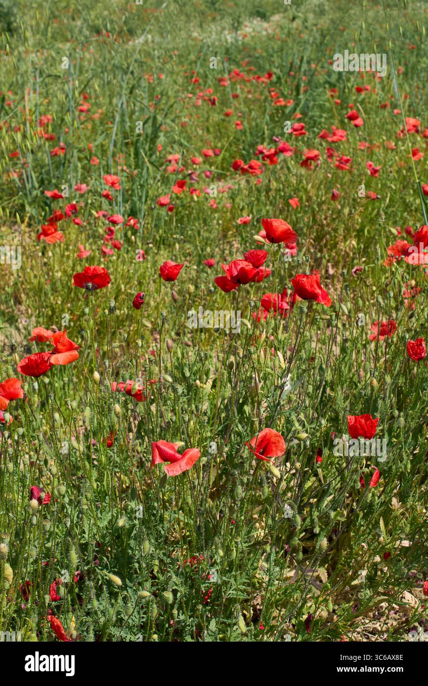 Papaver Rhoeas in Blüte Stockfoto