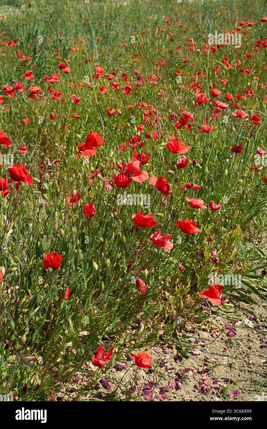 Papaver Rhoeas in Blüte Stockfoto