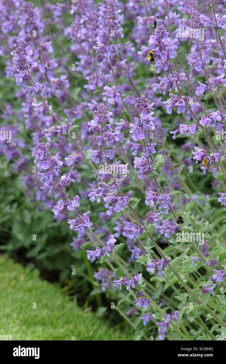 Nepeta racemosa „Walker's Low“-Katzenminze mit blühenden Stämmen am Gartenrand des Hochsommers. Mai blüht. UK Stockfoto