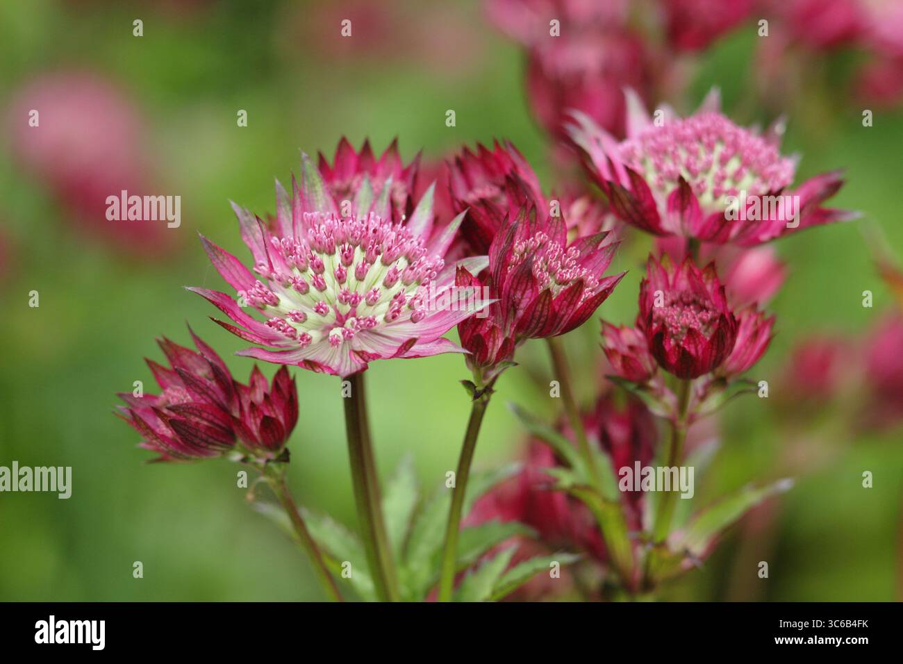 Astratia Roma. Astratia major 'Roma' Masterwort blüht in einer Sommergartengrenze in Großbritannien Stockfoto