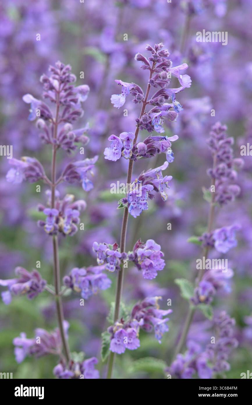 Nepeta racemosa „Walker's Low“-Katzenminze mit blühenden Stämmen am Gartenrand des Hochsommers. Mai blüht. UK Stockfoto