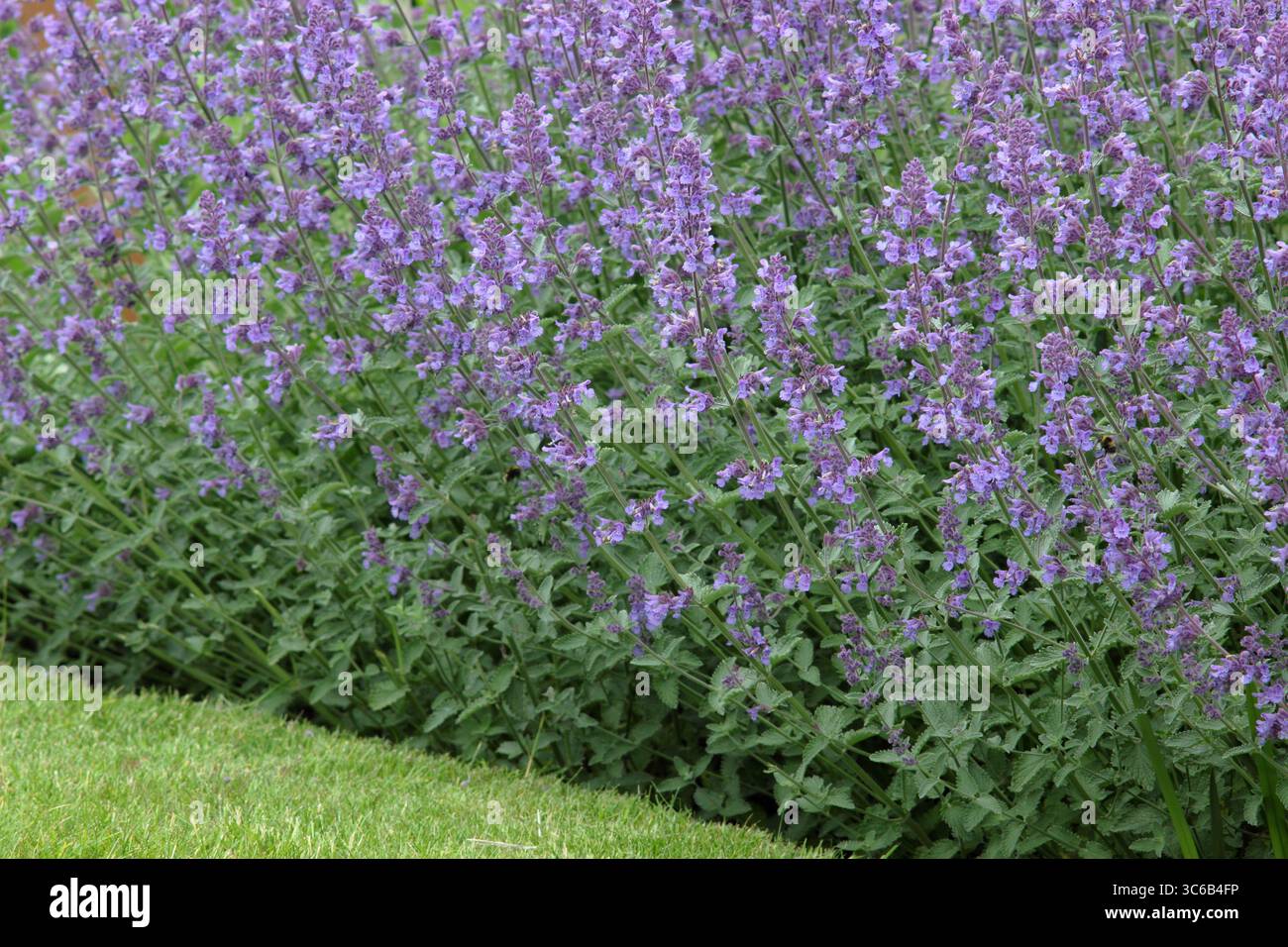 Nepeta racemosa „Walker's Low“-Katzenminze mit blühenden Stämmen am Gartenrand des Hochsommers. Mai blüht. UK Stockfoto