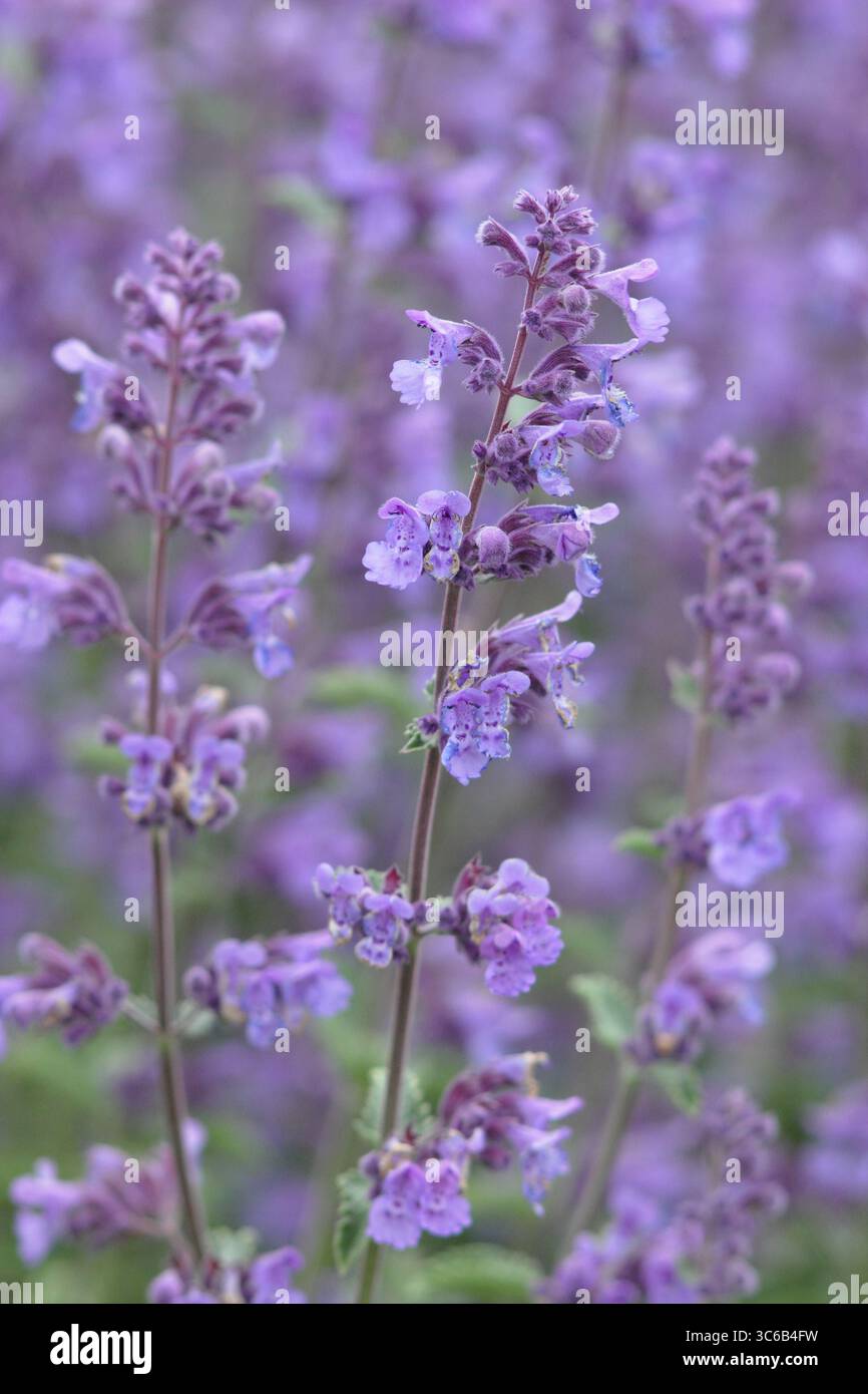 Nepeta racemosa „Walker's Low“-Katzenminze mit blühenden Stämmen am Gartenrand des Hochsommers. Mai blüht. UK Stockfoto