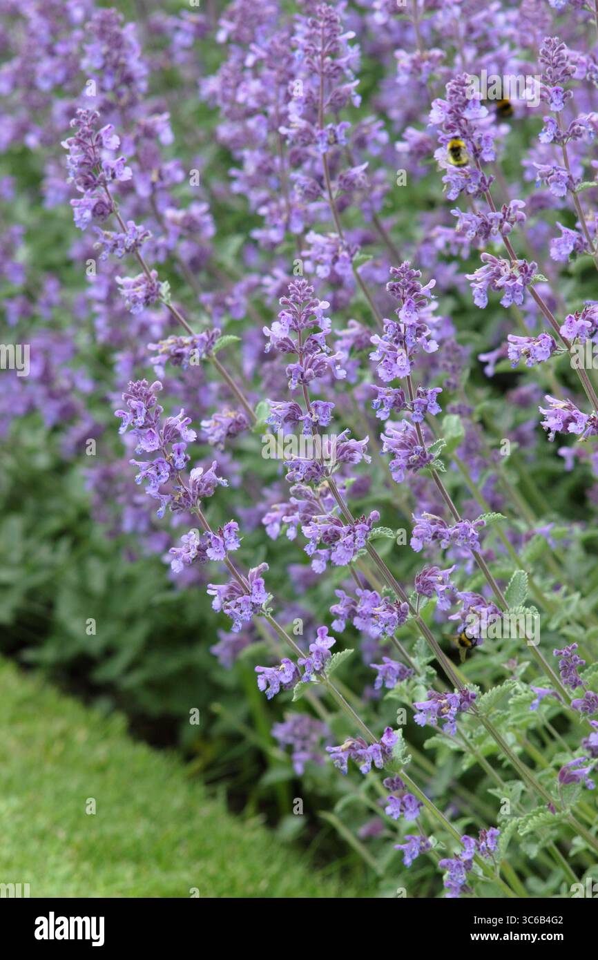 Nepeta racemosa „Walker's Low“-Katzenminze mit blühenden Stämmen am Gartenrand des Hochsommers. Mai blüht. UK Stockfoto