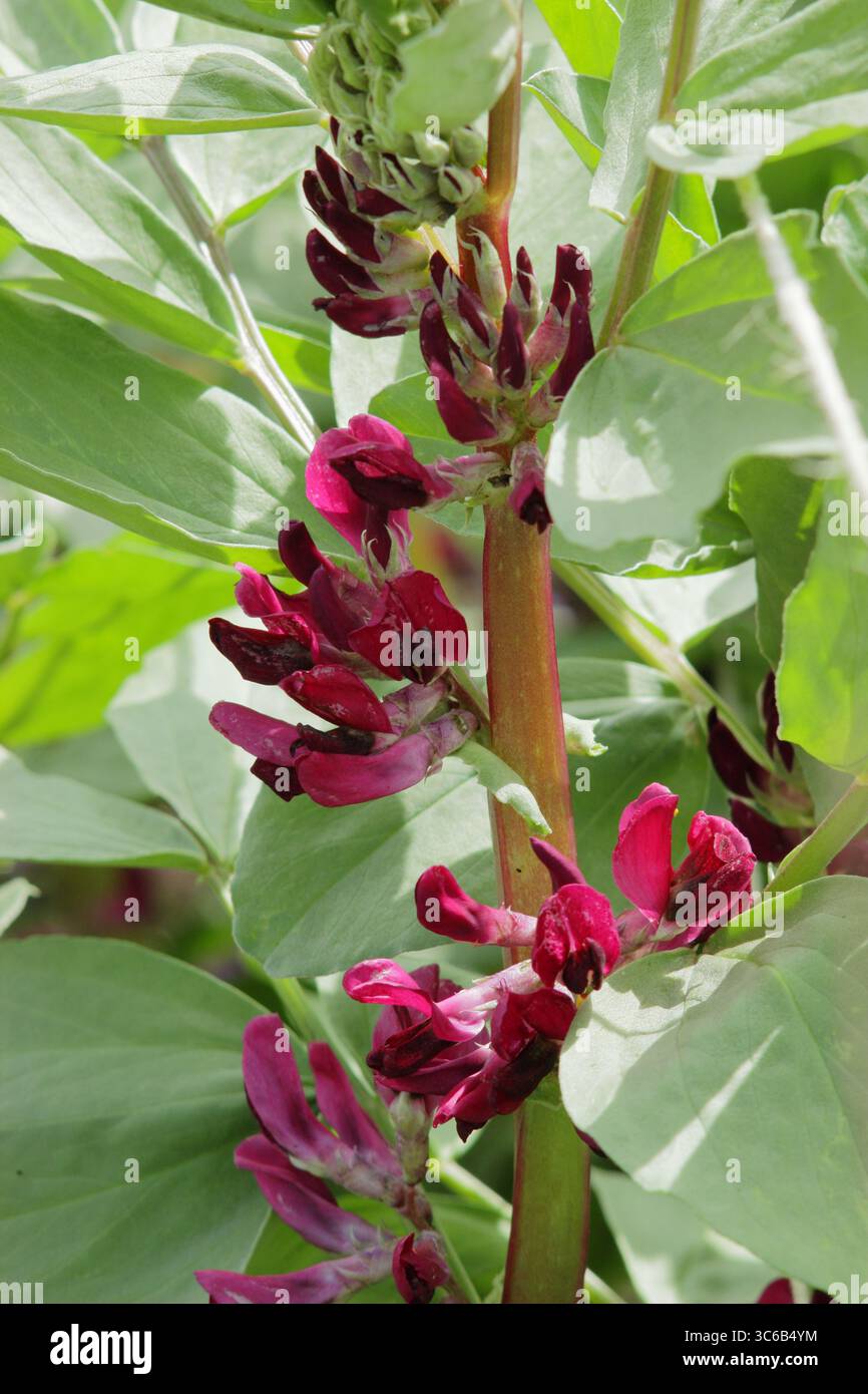 Breite Bohnenpflanze. Karmesin blühte breite Bohnen. Vicia faba „Karmesinblüten“, breite Bohnenpflanze, die im Garten Ende Mai wächst. UK Stockfoto