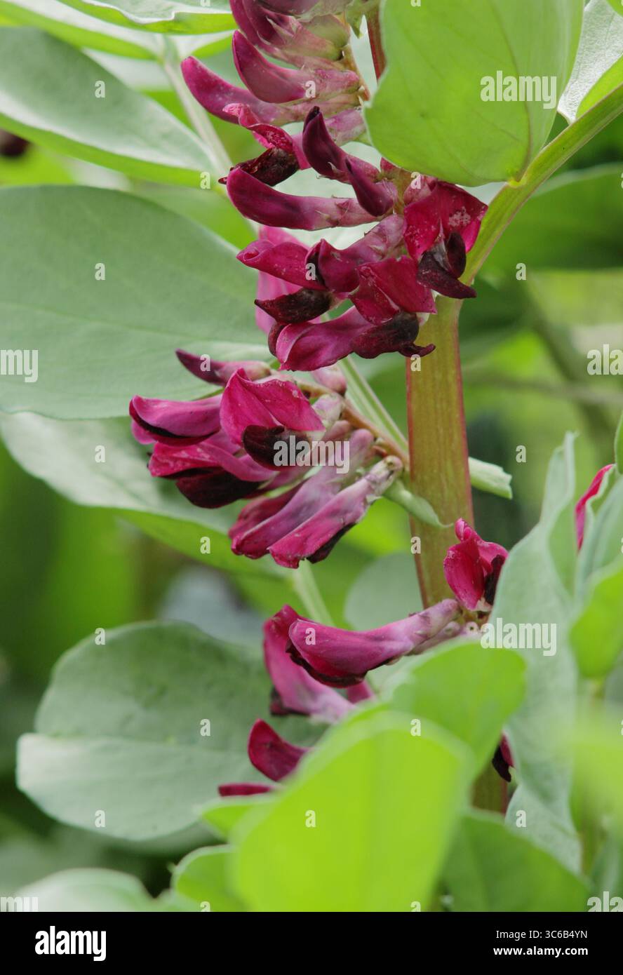 Breite Bohnenpflanze. Karmesin blühte breite Bohnen. Vicia faba „Karmesinblüten“, breite Bohnenpflanze, die im Garten Ende Mai wächst. UK Stockfoto