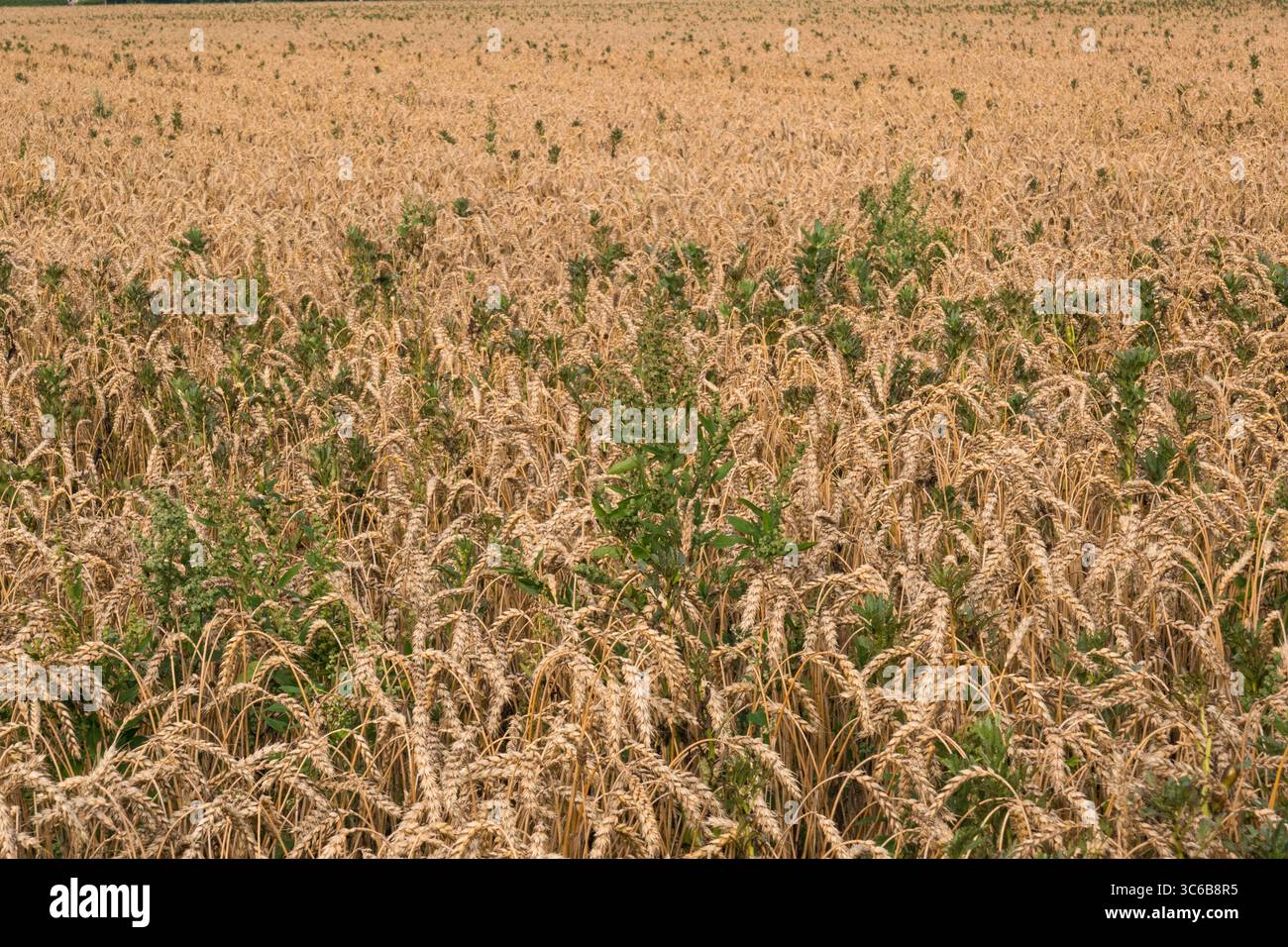 Melde auf einem Weizenfeld Stockfoto