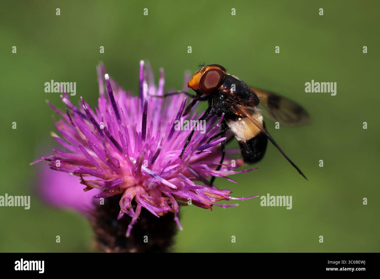 Toller Rattenfliege auch bekannt als Pellucid Fly - Volucella pellucens Stockfoto