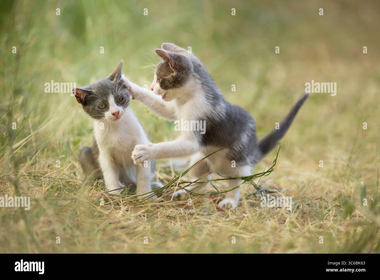 Zwei junge Katzen sitzen auf einem Feld, eine streckt auf die andere. Ihre verspielte Geste verleiht dem goldenen Gras Leben. Stockfoto