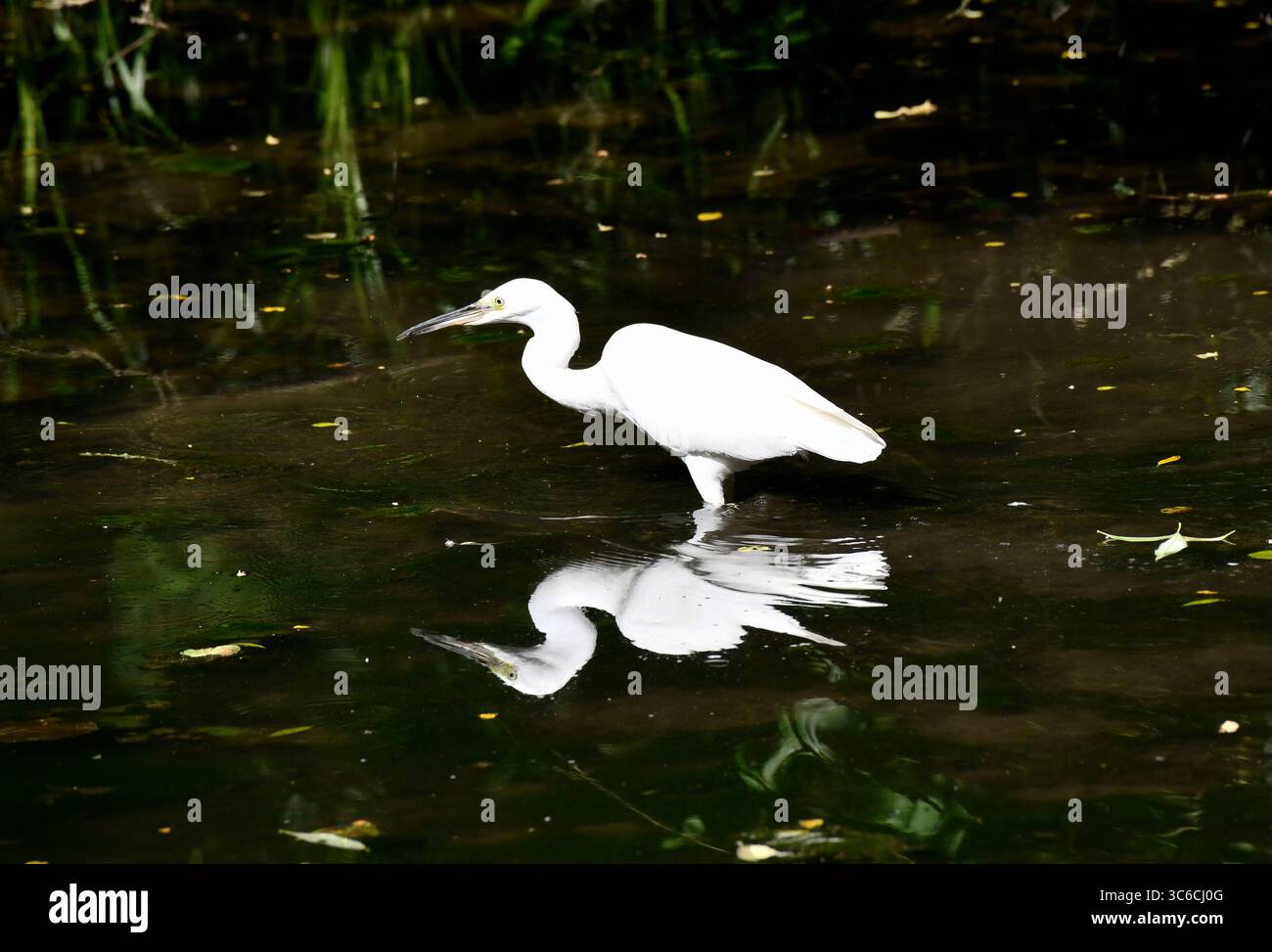 Großer Egret während der Brutsaison, daher die Grauschnur. New Pool, Coalbrookdale, Shropshire, Großbritannien Stockfoto