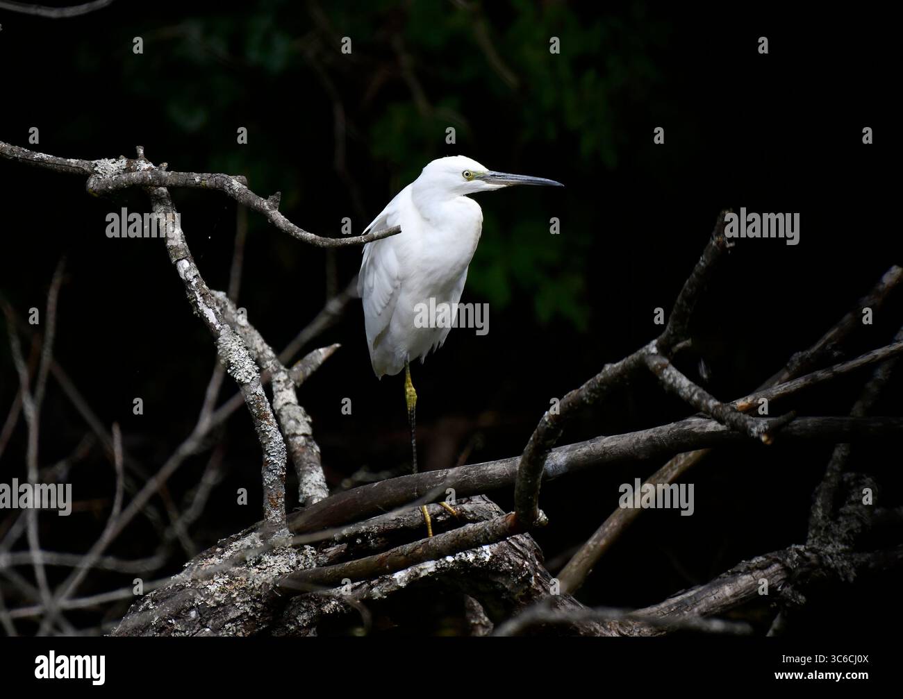 Großer Egret während der Brutsaison, daher die Grauschnur. New Pool, Coalbrookdale, Shropshire, Großbritannien Stockfoto