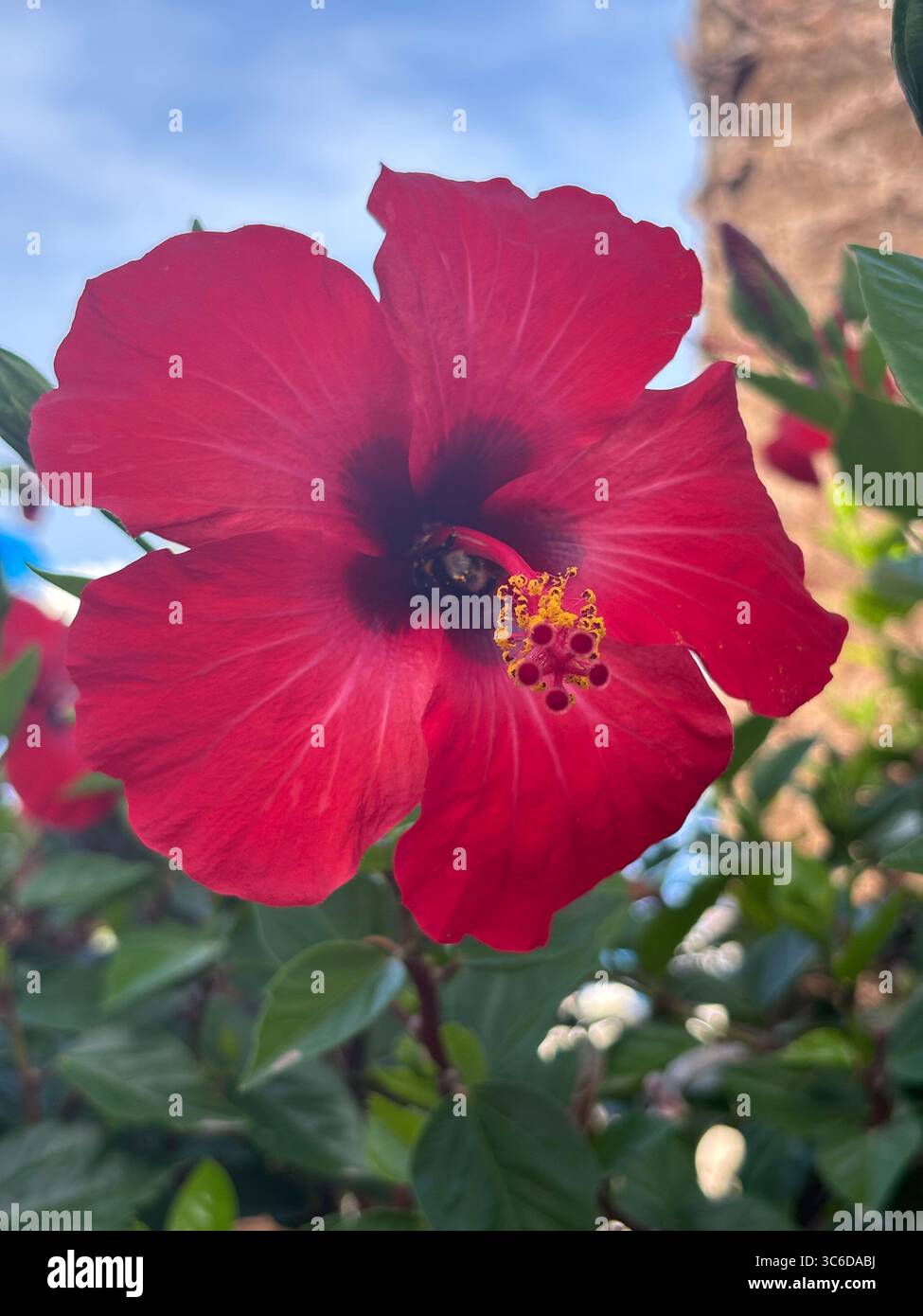 HIBISCUS ROSA-SINENSIS BLUME AUF MENORCA SPANIEN IM MITTELMEER VOR REINBLAUEM HIMMEL Stockfoto