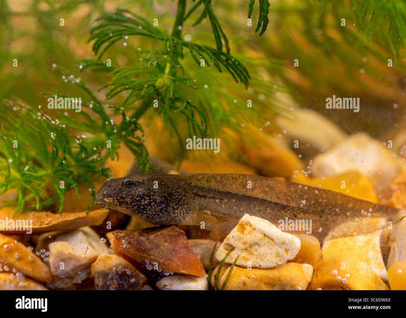 Eine Kaulquappe schwimmt in der Nähe des Kiesbodens eines Süßwasseraquariums, umgeben von grünen Wasserpflanzen und Sauerstoffblasen. Stockfoto