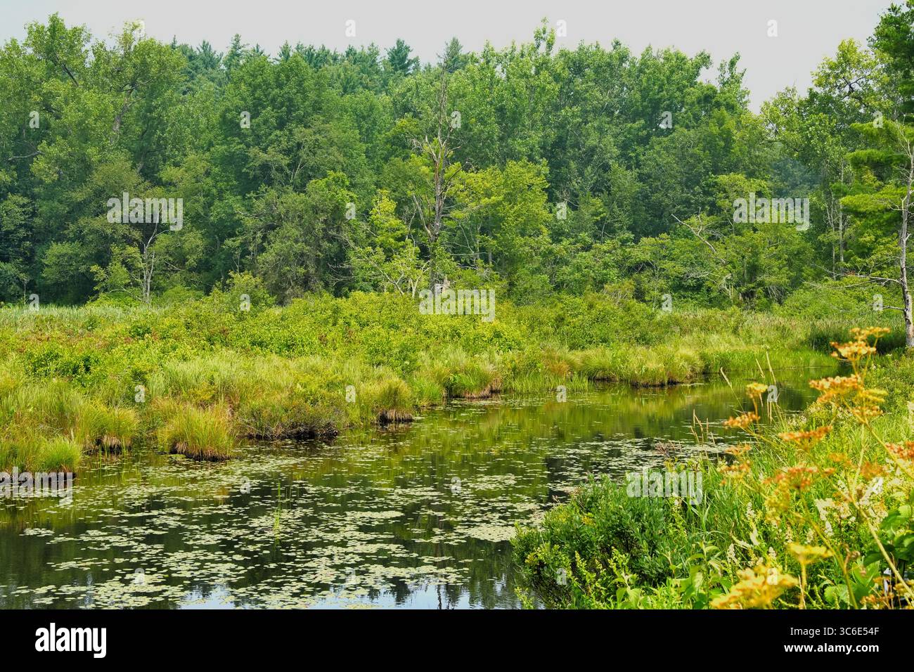 Ruhige Szene eines Baches, der sich durch einen üppigen Wald schlängelt und eine ruhige, natürliche Umgebung schafft. Stockfoto