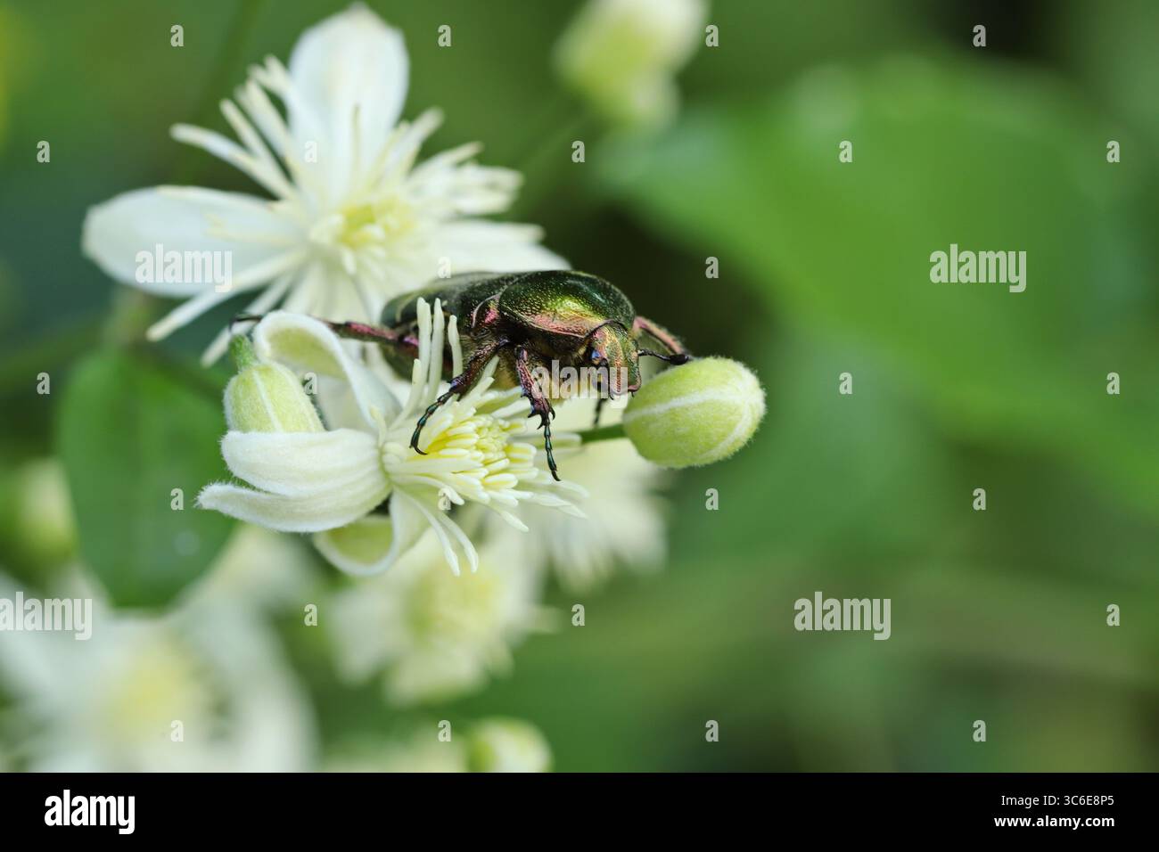 Bartpflanze und Käfer Cetonia aurata (Clematis vitalba) Stockfoto