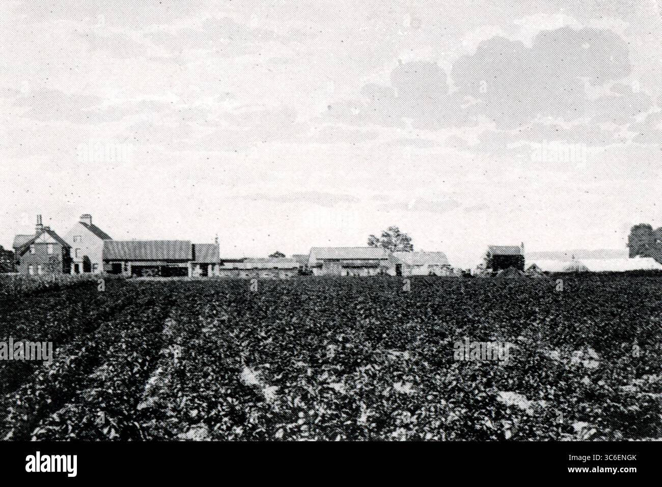Die eigene Farm der Lincoln Co-OP Society in Hykeham – ein Feld mit Feldfrüchten und entfernten Bauernhäusern. Aus einer Auswahl gedruckter Fotografien, die erstmals 1911 von der Co-operative Wholesale Society veröffentlicht wurden und sich auf den 50. Jahrestag der Co-OP in Lincoln beziehen. Stockfoto