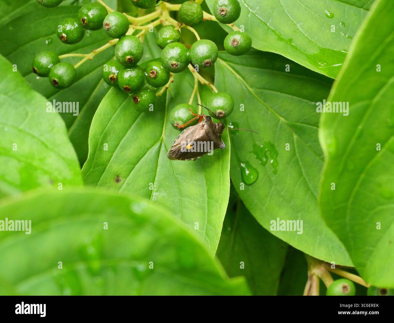 Schildkäfer auf nassem Hartholzblatt im Wald nach Regen. Natur, Insekten, Makros, grüne Blätter. Kopierraum. Stockfoto