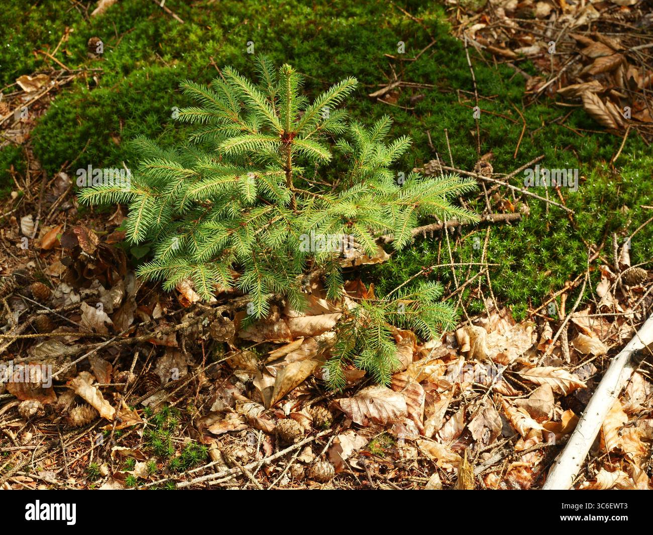 Kleiner Fichtenkeimling, der zart aus Waldboden wächst. Kopierraum Stockfoto