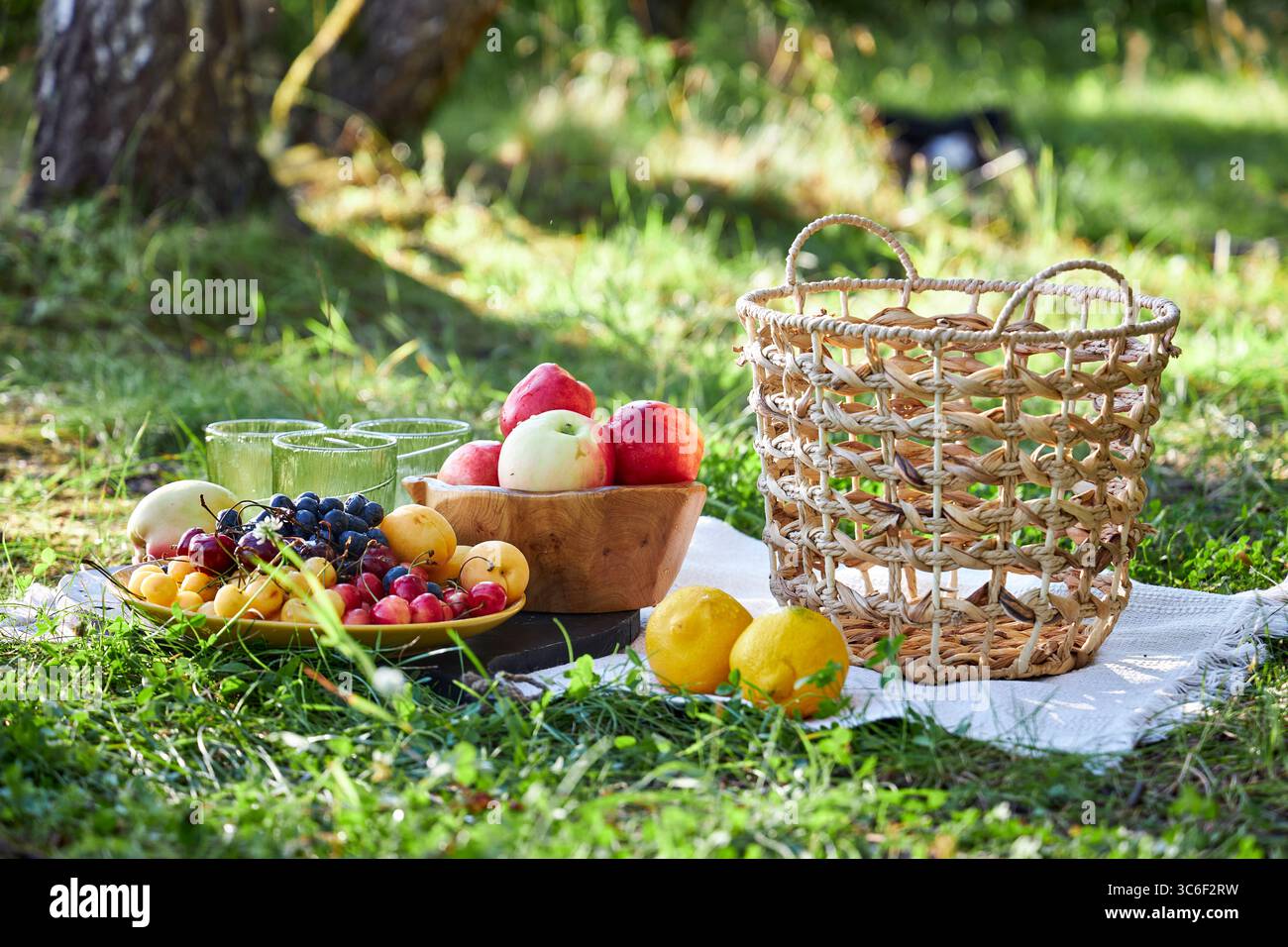 Sommer-Picknick mit frischem Obst, Äpfeln, Trauben, Kirschen, Zitronen und Korb auf einer Decke im grünen Gras. Entspannende Outdoor-Szene, gesundes Essen, Stockfoto
