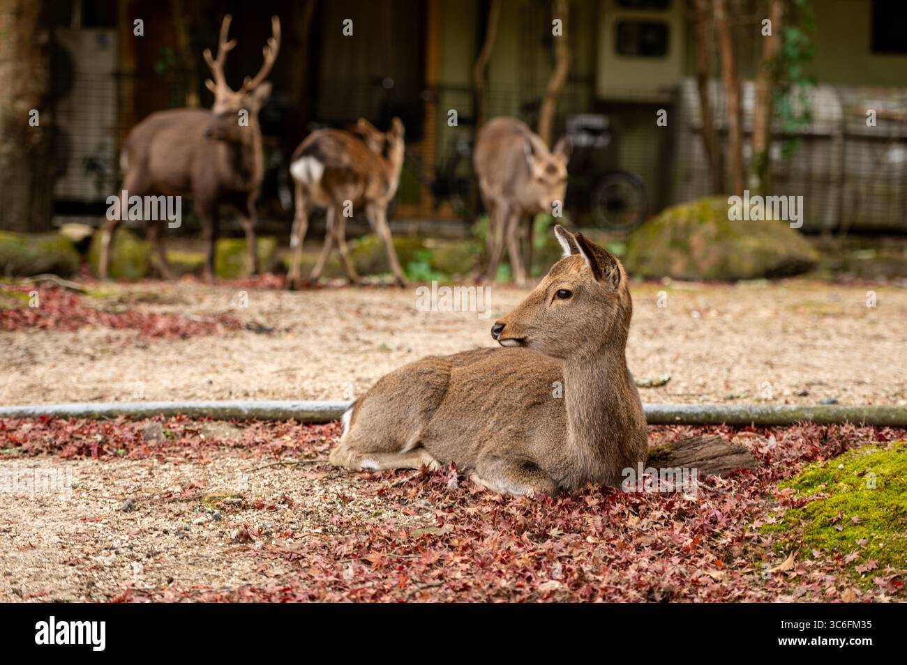 Gruppe Sika-Hirsche, die zwischen Herbstlaub in Nara, Japan, ruht Stockfoto