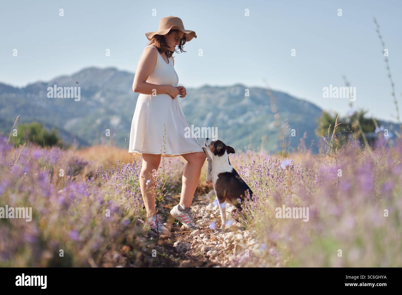 Ein kleiner Hund erkundet ein Lavendelfeld neben einem Mädchen in weißem Kleid und Sonnenhut. Die leuchtenden violetten Blumen und die bergige Landschaft schaffen einen Stockfoto