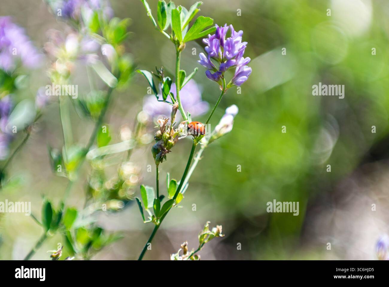 Marienkäfer auf einer Blume in einem lebhaften Frühlingsgarten mit verschwommenem Hintergrund Stockfoto