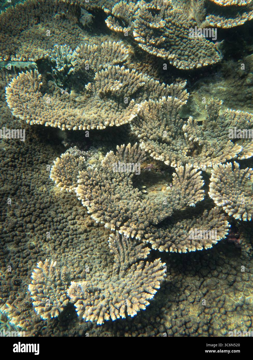 Breite Tafelkorallen (Acropora spp.) Kolonie bildet Schichtstrukturen in einem flachen tropischen Riffökosystem, fotografiert unter Wasser nahe der Insel Sumatra Stockfoto