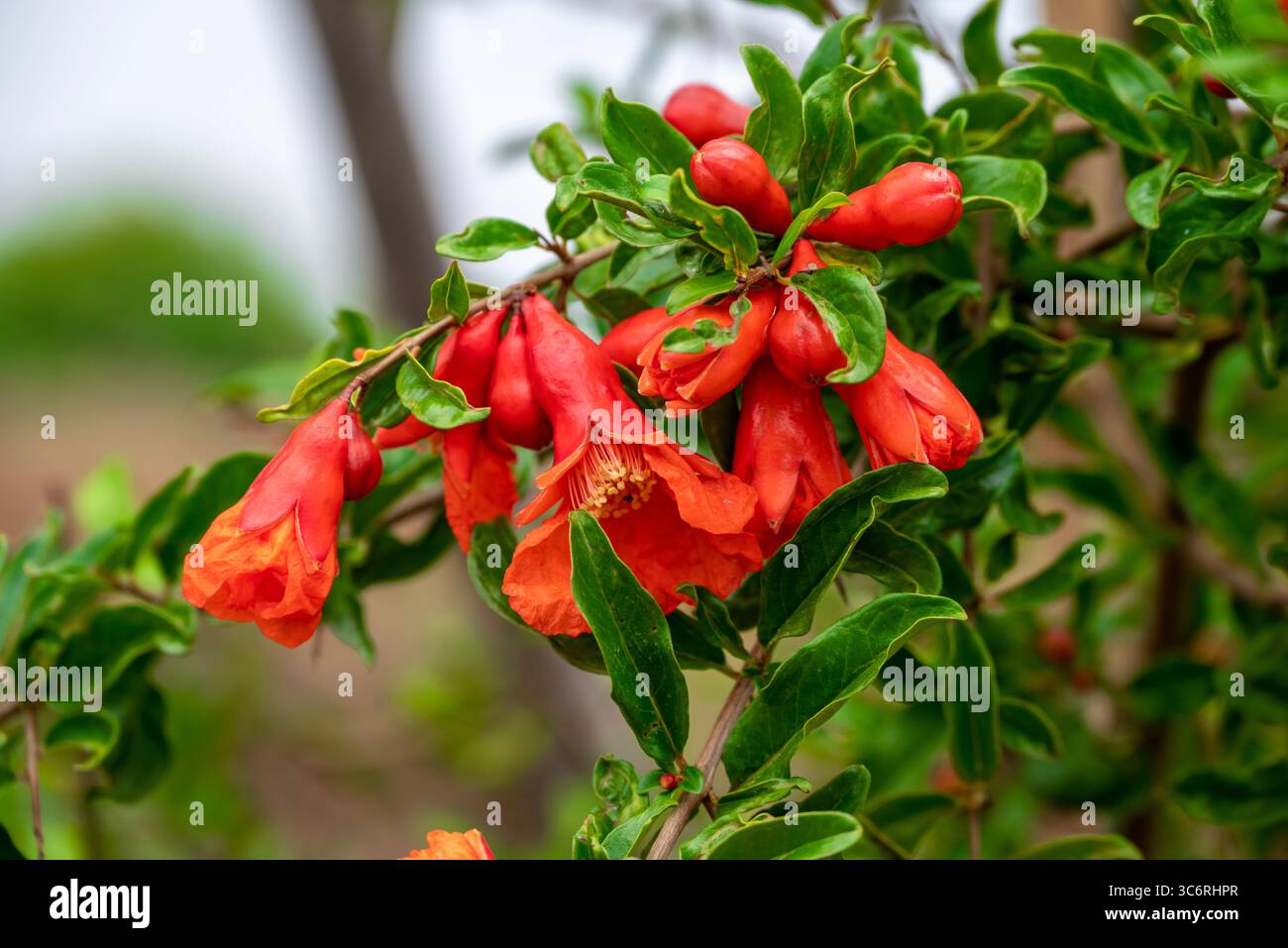 Nahaufnahme der roten Granatapfelblume im Garten. Rote Granatapfelblüten, Baum und grüne Blätter, auf dem Bauernhof Stockfoto