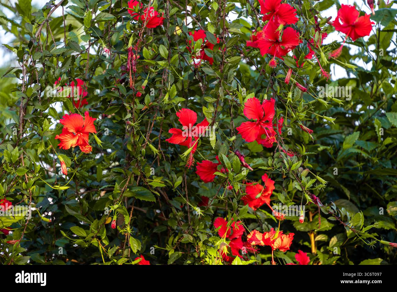 Rote Hibiskusblüten (chinesische Rose, chinesischer Hibiskus, hawaiianischer Hibiskus) im tropischen Garten. Stockfoto