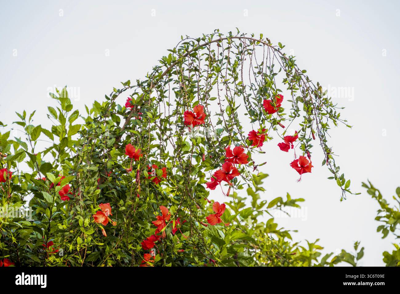 Rote Hibiskusblüten (chinesische Rose, chinesischer Hibiskus, hawaiianischer Hibiskus) im tropischen Garten. Stockfoto