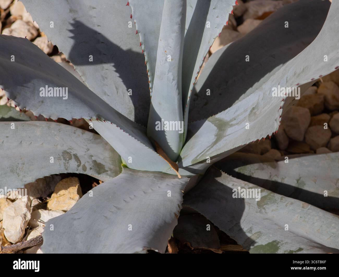 Pflanze mit scharfen blttern -Fotos und -Bildmaterial in hoher Auflsung   Alamy