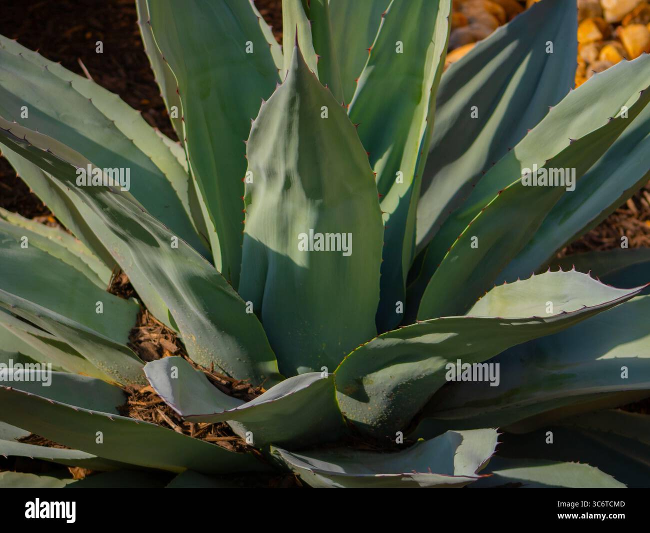 Nahaufnahme einer Agavenpflanze, die die scharfen, spitzen Blätter zeigt, die in einem auffälligen Rosettenmuster angeordnet sind. Stockfoto