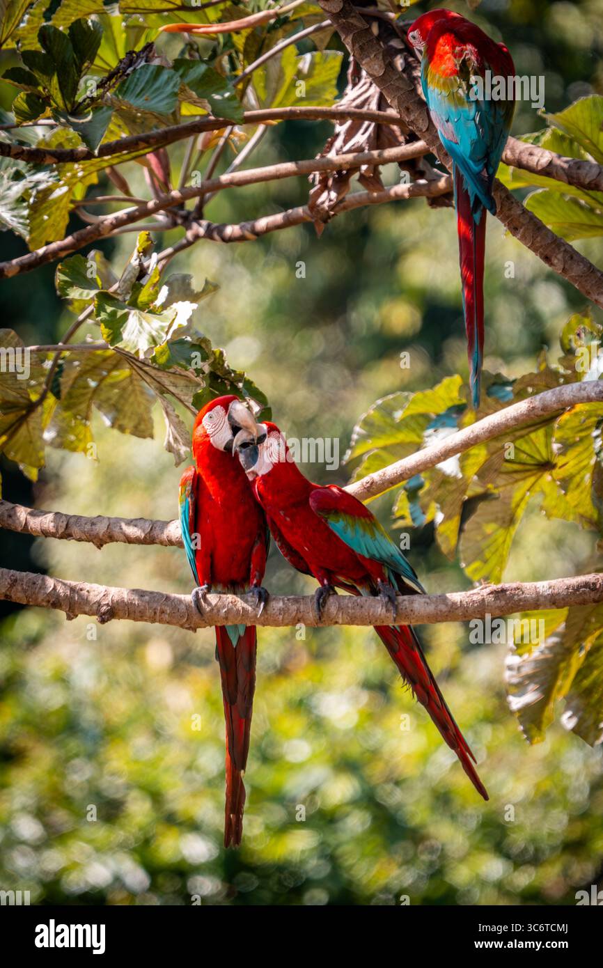 Rot-grünes Ara-Paar (Ara chloropterus) thront nebeneinander im Amazonas-Regenwald, Tambopata, Peru Stockfoto