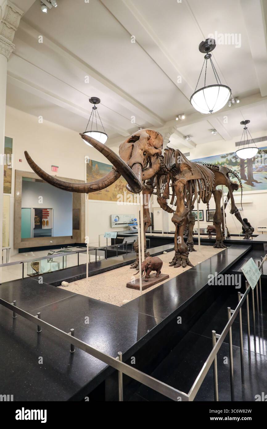 Blick auf die Exponate im American Museum of Natural History in New York Stockfoto