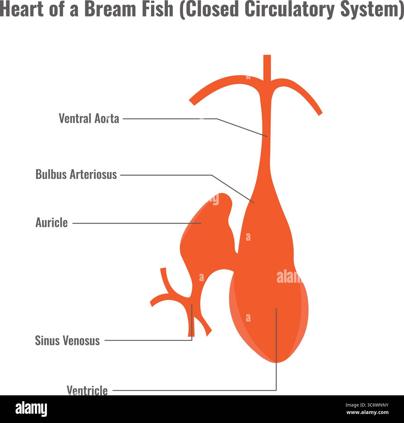 Das Herz eines Brassen-Fisches hat ein geschlossenes Kreislaufsystem mit einer Zweikammerstruktur, die Blut durch Kiemen und Körper pumpt Stock Vektor