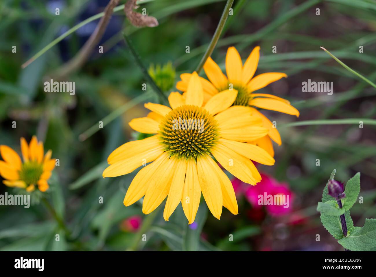 Echinacea purpurea Lacota gelbe Blüten Stockfoto