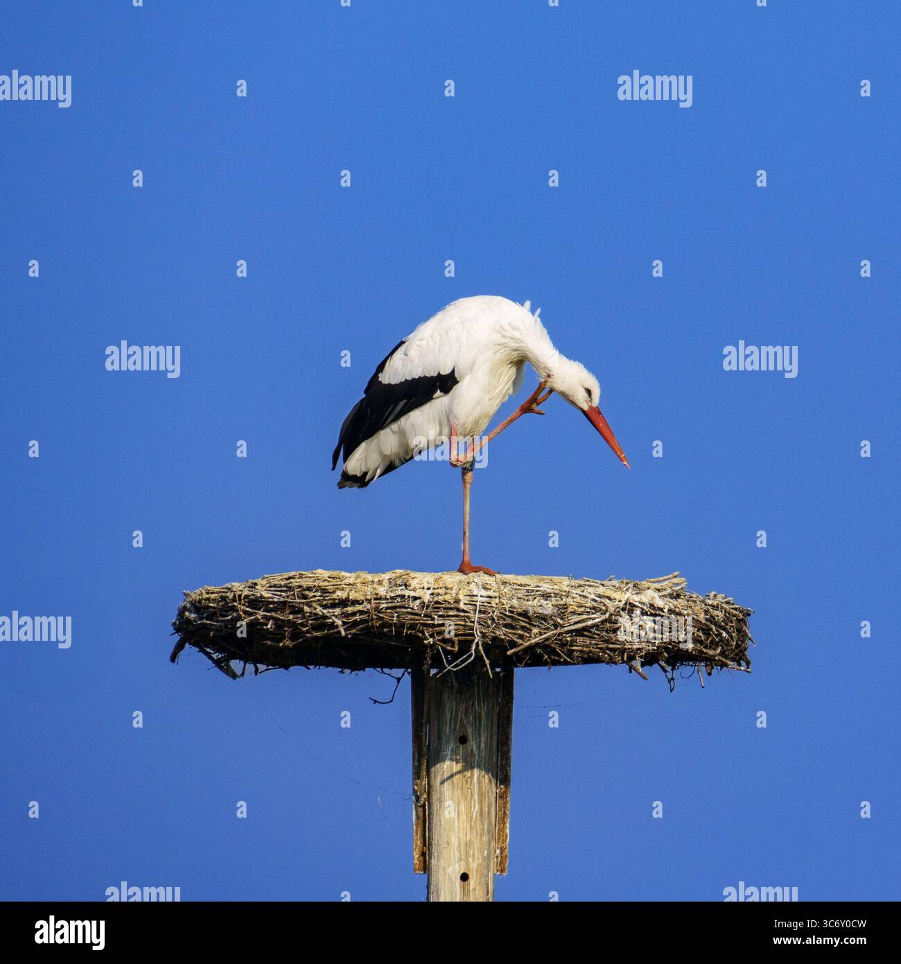Ein Weißstorch steht auf einem großen Zweignest auf einem Holzpfahl, der vor einem klaren blauen Himmel steht und die Tierwelt, das Nisten und die natürlichen Lebensräume symbolisiert. Stockfoto