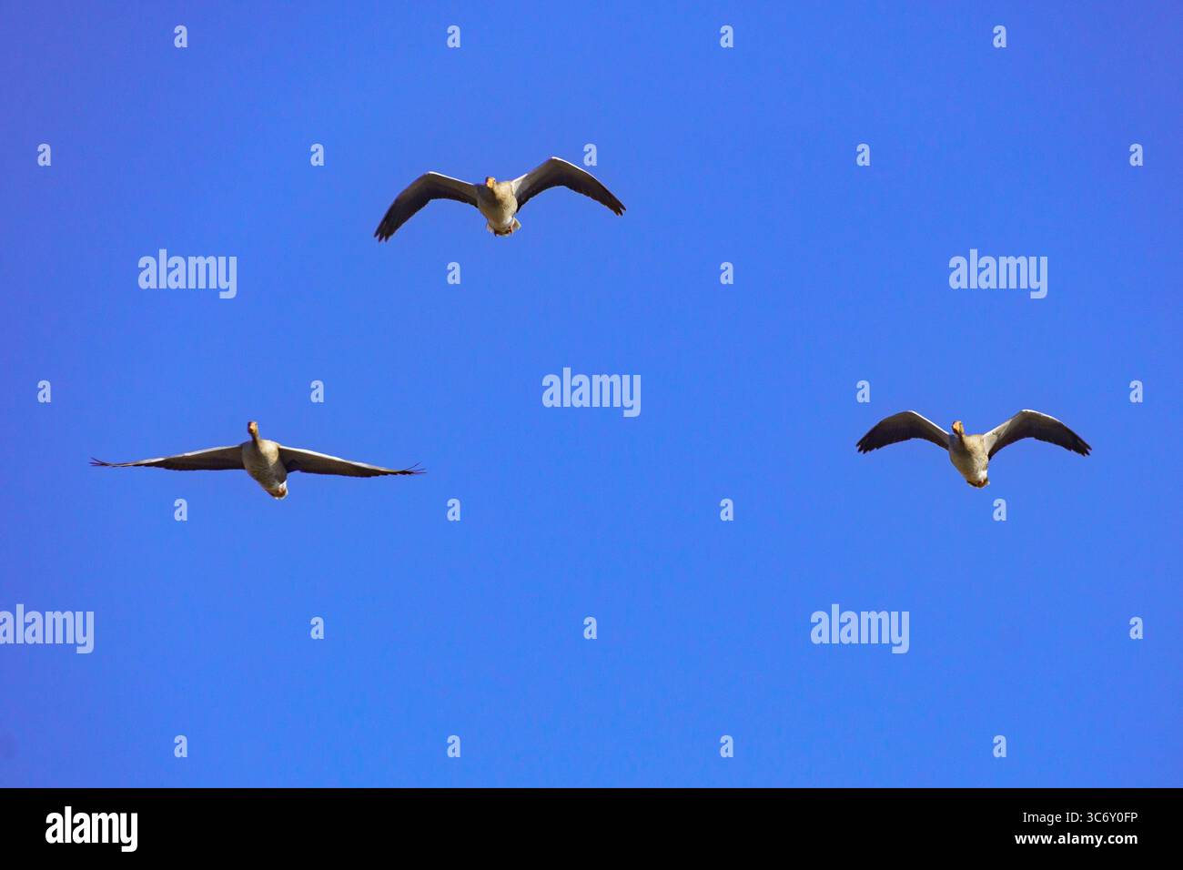 Drei Gänse mit langen Hälsen und weiten Flügelspannungen fliegen in einer lockeren V-Formation über einen klaren blauen Himmel und symbolisieren Migration und natürliche Koordination. Stockfoto