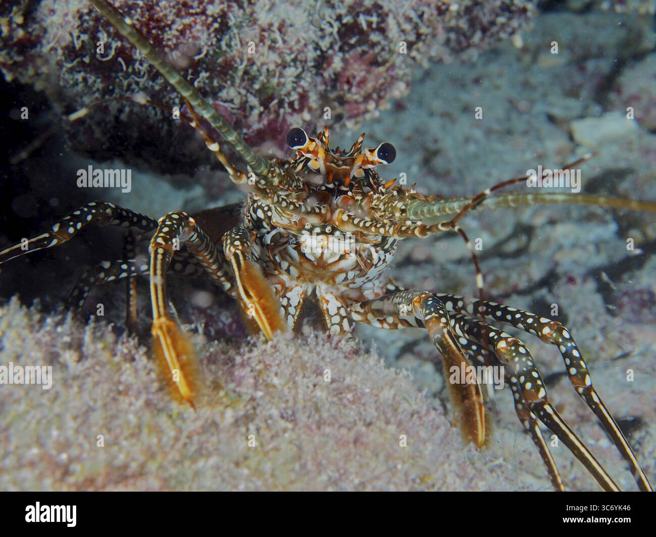Frontale Sicht einer gefleckten Langur (Panulirus guttatus) mit vorstehenden Augen auf einem Sandsubstrat. Tauchplatz John Pennekamp Coral Reef State Park, Key L Stockfoto