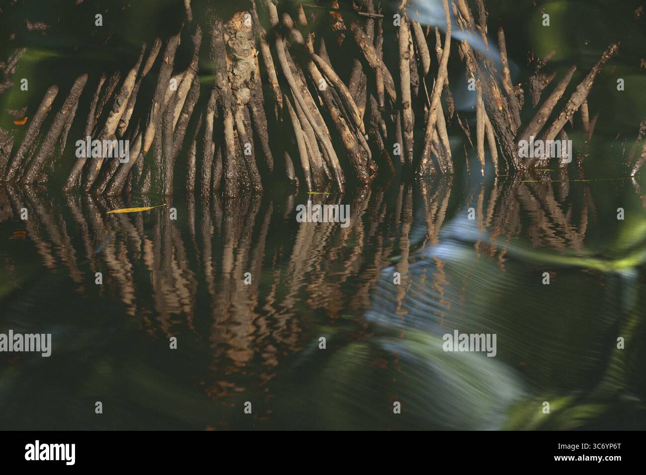 Mangroven, Wald, Details, Sulawesi, Indonesien Stockfoto