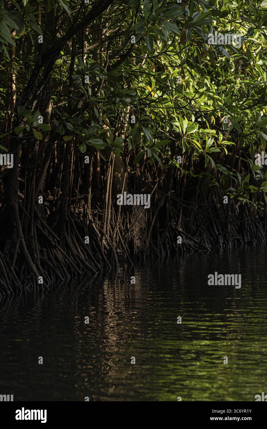 Mangroven, Wald, Details, Sulawesi, Indonesien Stockfoto