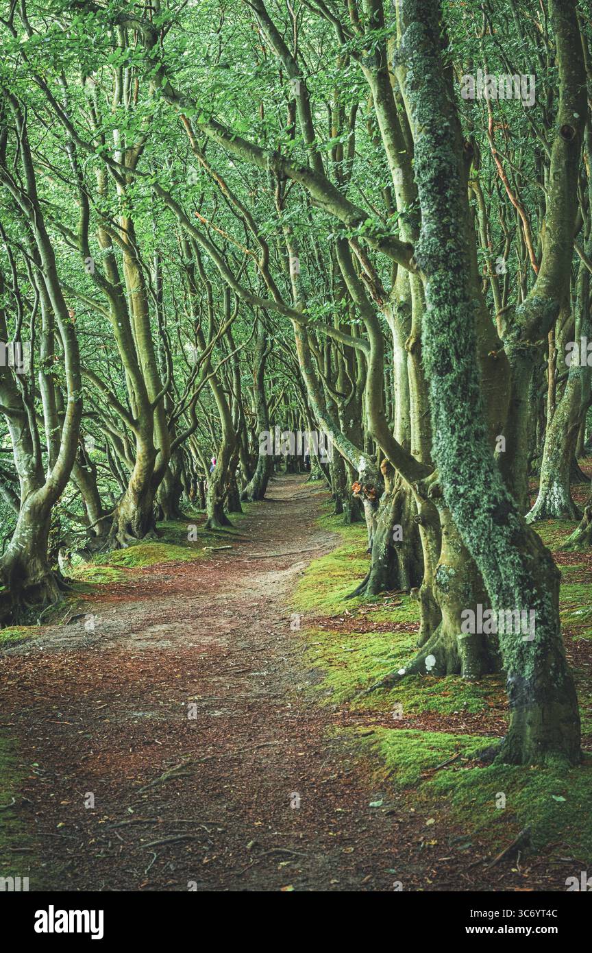 Ein gerader Weg durch einen ruhigen Wald mit moosbedeckten Bäumen, Insel Rügen, Märchenwald, Mecklenburg-Vorpommern, Deutschland Stockfoto