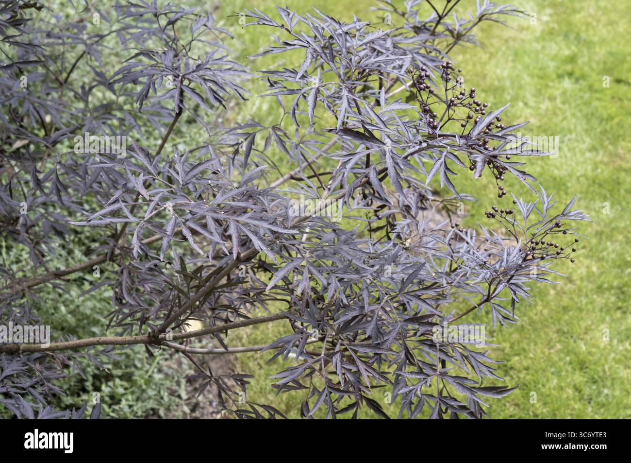 Holunder aus schwarzer Spitze (sambucus nigra „schwarze Spitze“), der in einem Garten wächst und sein dunkelviolettes Laub und seine Beeren zeigt Stockfoto